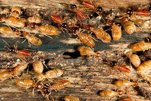 Dawson's Australia - Pest Control Service Melbourne